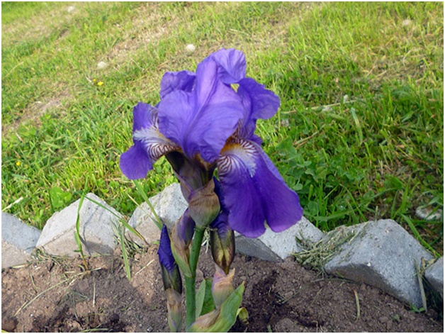 Iris auf dem Blumenbeet