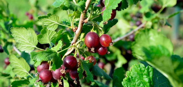 Joshta - eine ungewöhnliche Symbiose aus Geschmack und Nutzen