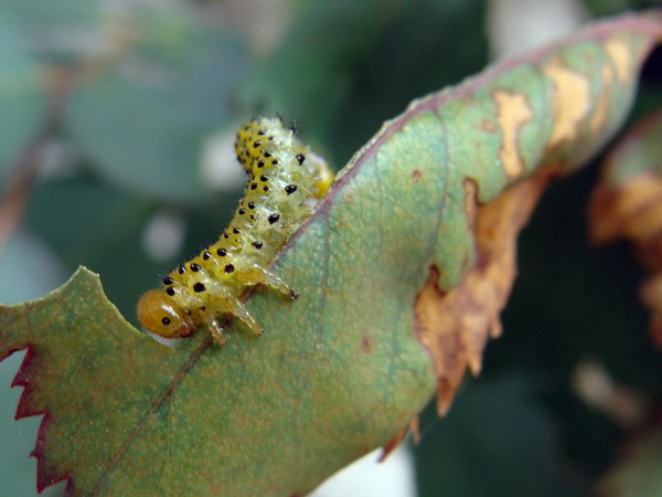 Joshta - eine ungewöhnliche Symbiose aus Geschmack und Nutzen