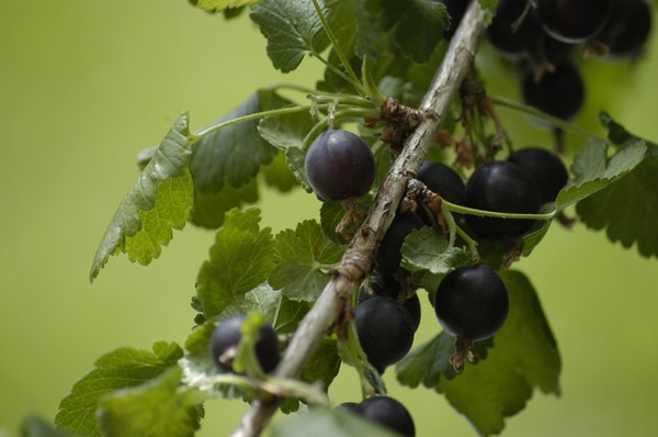 Joshta - eine ungewöhnliche Symbiose aus Geschmack und Nutzen