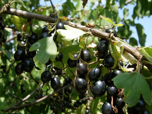 Joshta - eine ungewöhnliche Symbiose aus Geschmack und Nutzen