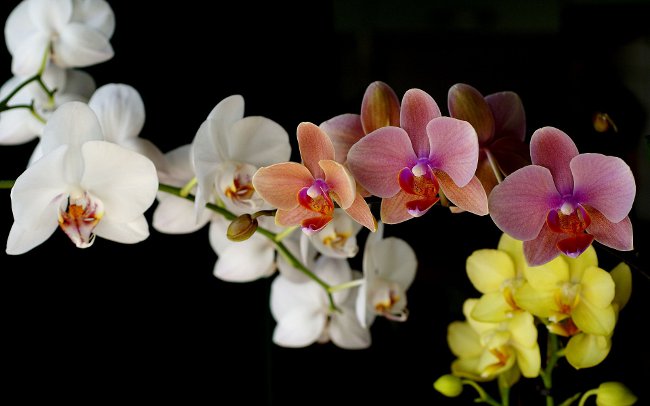 Wie man eine Orchidee wässert Wie man eine Orchidee wässert