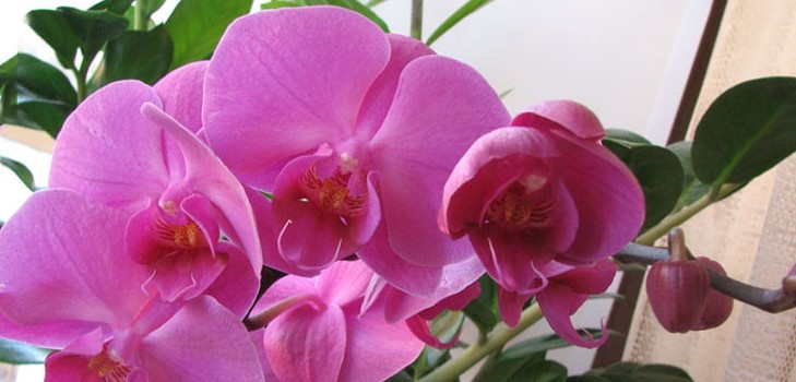Wie man eine Orchidee wässert