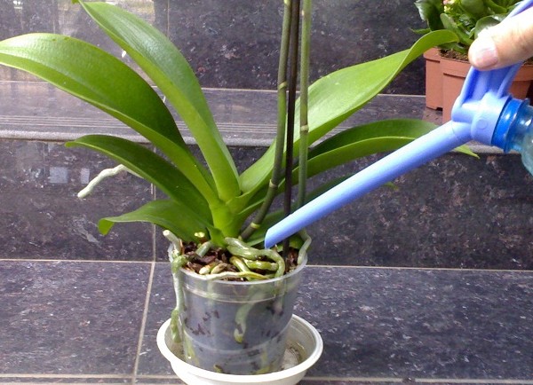 Wie man eine Orchidee wässert