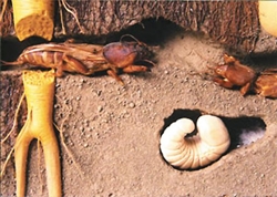 Wie man einen Bären im Garten los wird