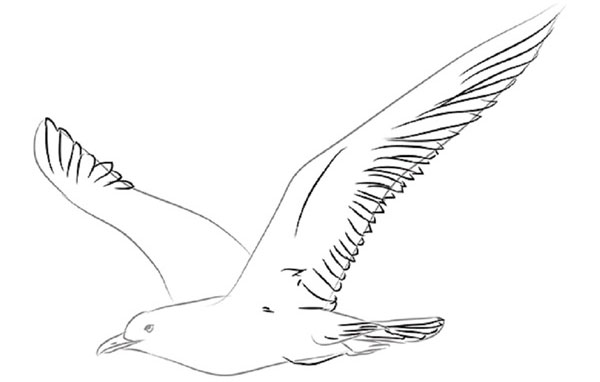 Wie man einen Vogel in Stufen mit einem Bleistift zeichnet