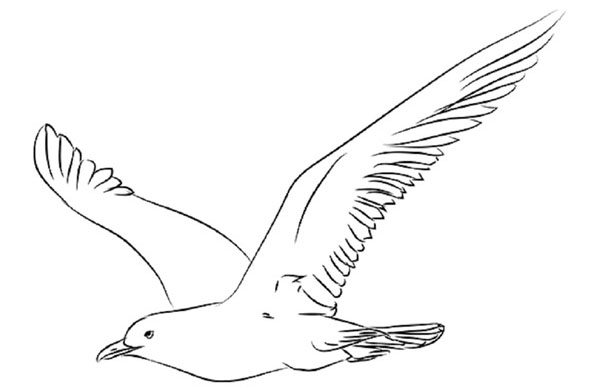 Wie man einen Vogel in Stufen mit einem Bleistift zeichnet