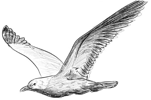 Wie man einen Vogel in Stufen mit einem Bleistift zeichnet