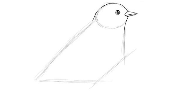 Wie man einen Vogel in Stufen mit einem Bleistift zeichnet