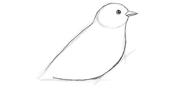 Wie man einen Vogel in Stufen mit einem Bleistift zeichnet
