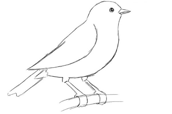 Wie man einen Vogel in Stufen mit einem Bleistift zeichnet