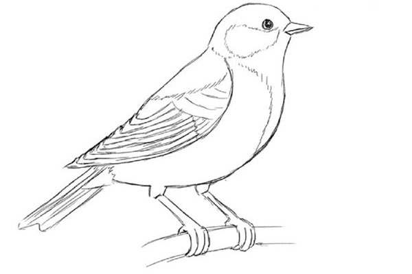Wie man einen Vogel in Stufen mit einem Bleistift zeichnet