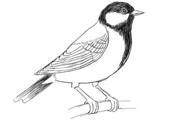 Wie man einen Vogel in Stufen mit einem Bleistift zeichnet
