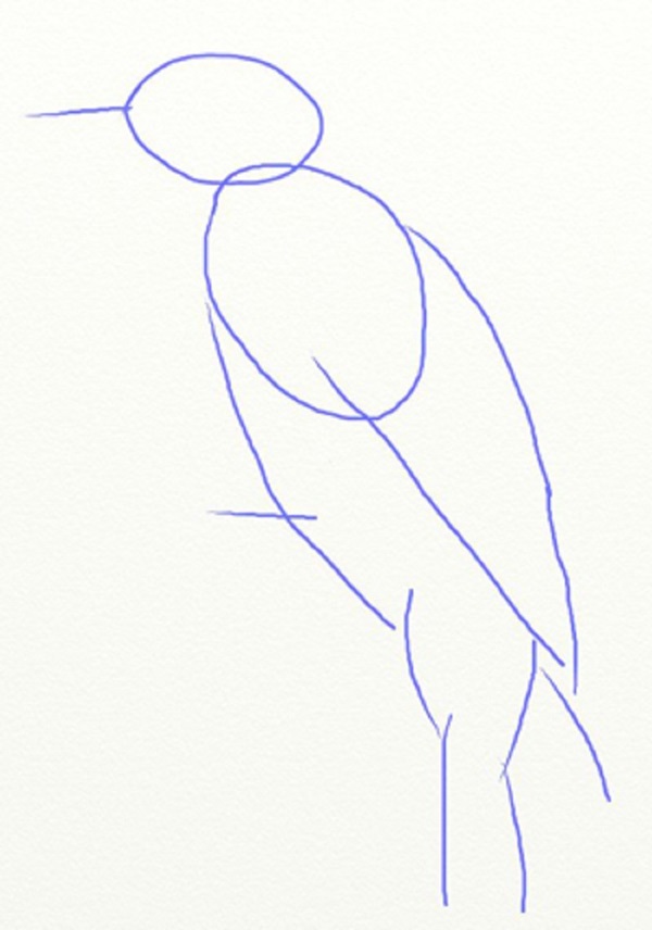 Wie man einen Vogel in Stufen mit einem Bleistift zeichnet