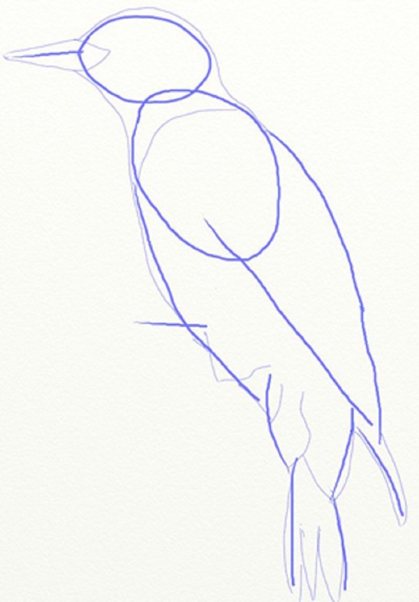 Wie man einen Vogel in Stufen mit einem Bleistift zeichnet