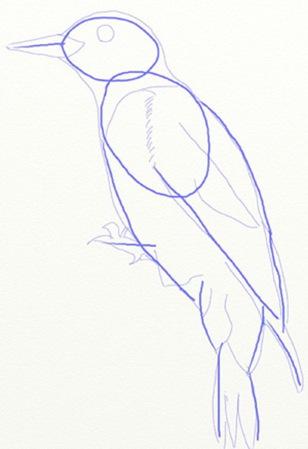 Wie man einen Vogel in Stufen mit einem Bleistift zeichnet
