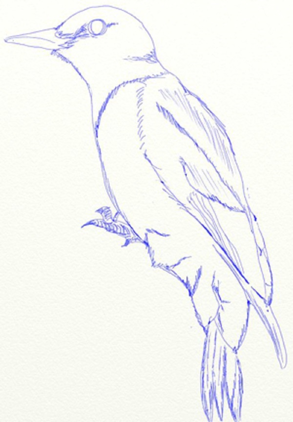Wie man einen Vogel in Stufen mit einem Bleistift zeichnet