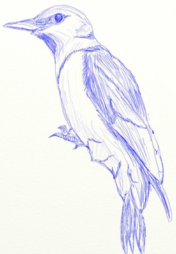 Wie man einen Vogel in Stufen mit einem Bleistift zeichnet