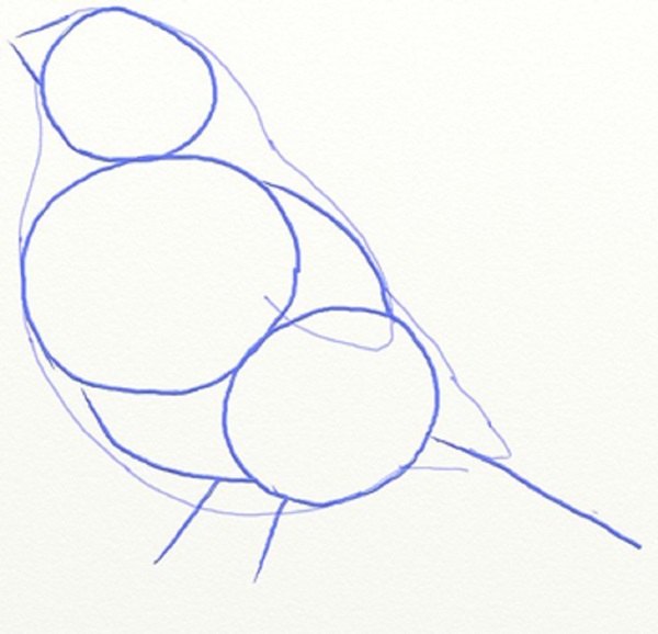 Wie man einen Vogel in Stufen mit einem Bleistift zeichnet