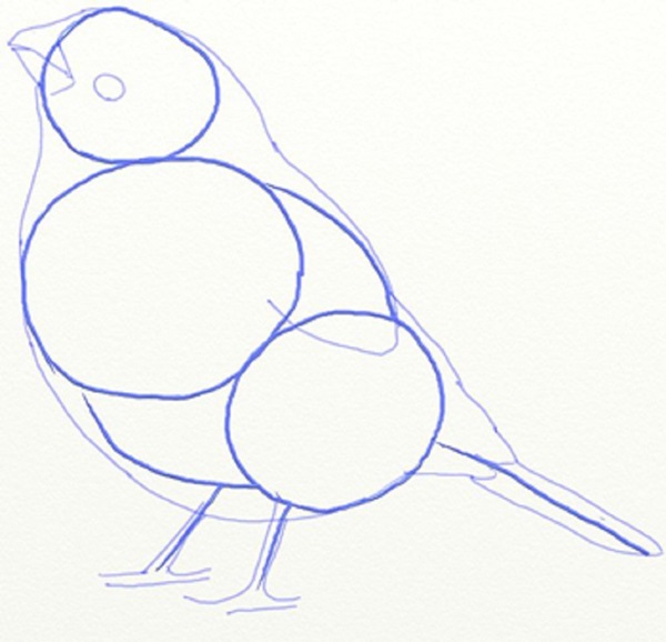 Wie man einen Vogel in Stufen mit einem Bleistift zeichnet