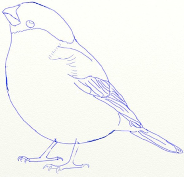 Wie man einen Vogel in Stufen mit einem Bleistift zeichnet