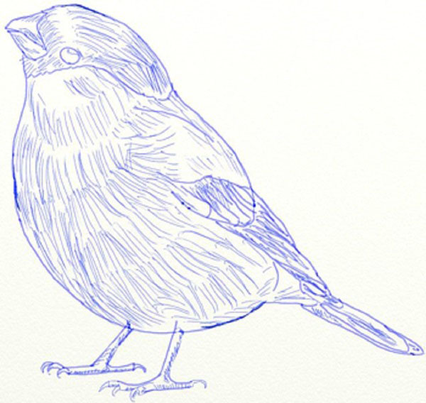 Wie man einen Vogel in Stufen mit einem Bleistift zeichnet