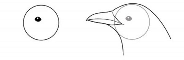 Wie man einen Vogel in Stufen mit einem Bleistift zeichnet