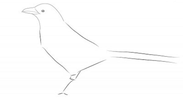 Wie man einen Vogel in Stufen mit einem Bleistift zeichnet