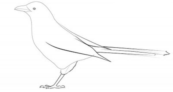 Wie man einen Vogel in Stufen mit einem Bleistift zeichnet