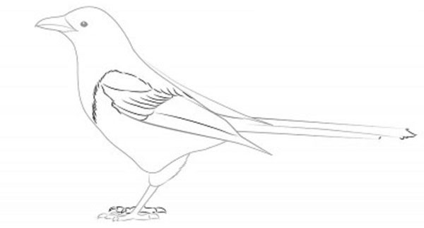 Wie man einen Vogel in Stufen mit einem Bleistift zeichnet