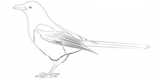 Wie man einen Vogel in Stufen mit einem Bleistift zeichnet