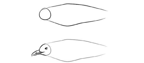 Wie man einen Vogel in Stufen mit einem Bleistift zeichnet