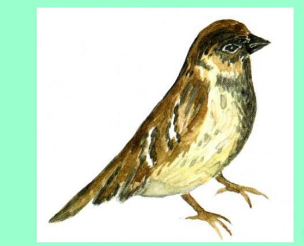 Wie man einen Vogel in Stufen mit einem Bleistift zeichnet