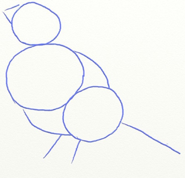 Wie man einen Vogel in Stufen mit einem Bleistift zeichnet