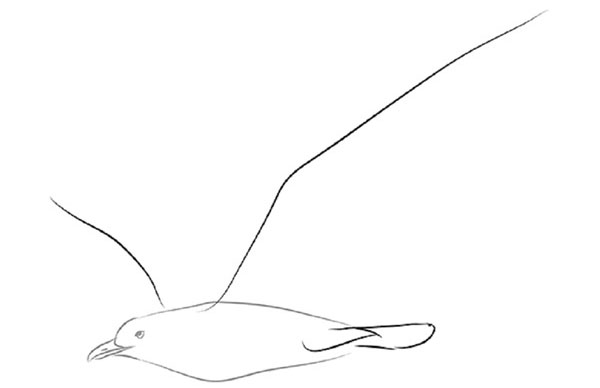 Wie man einen Vogel in Stufen mit einem Bleistift zeichnet
