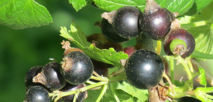 Wie man Johannisbeeren richtig schneidet