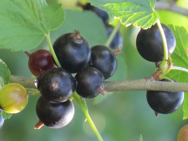 Wie man die Johannisbeere im Herbst trimmt: schwarz oder rot. Wie man die Johannisbeere nach der Ernte trimmt