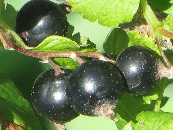 Wie man Johannisbeeren richtig schneidet