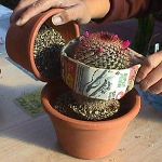 Wie man einen Kaktus transplantiert