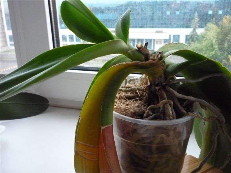 Wie man eine Orchidee transplantiert