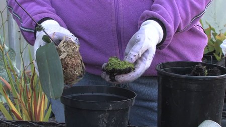 Wie man eine Orchidee transplantiert