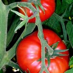 Wie patsy Tomaten, Video