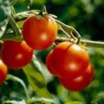 Wie man Tomaten richtig bindet Wie man Tomaten richtig bindet