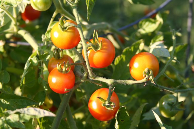 Wie man Tomaten richtig bindet Wie man Tomaten richtig bindet
