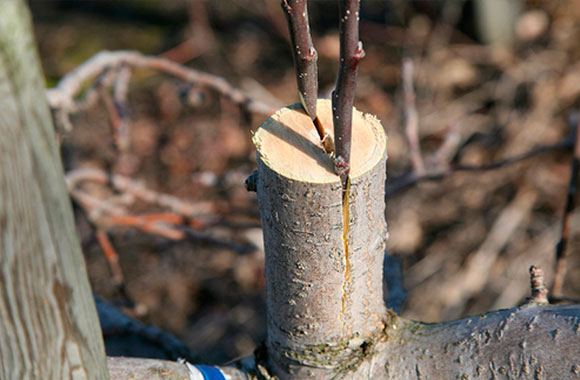 Wie man den Apfelbaum richtig pflanzt - Video