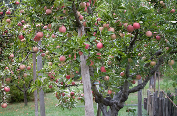 Wie man den Apfelbaum richtig pflanzt - Video