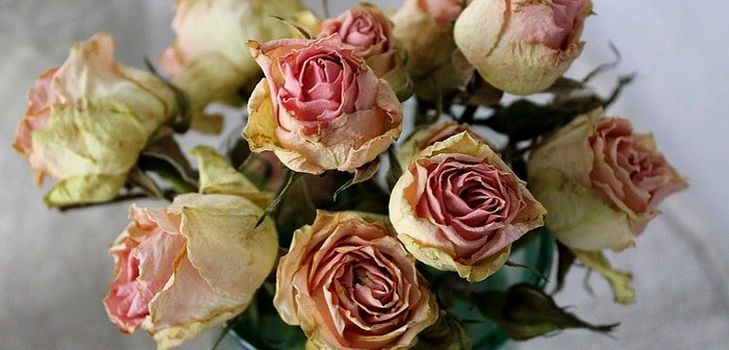 Wie man Blumen für ein Herbarium trocknet