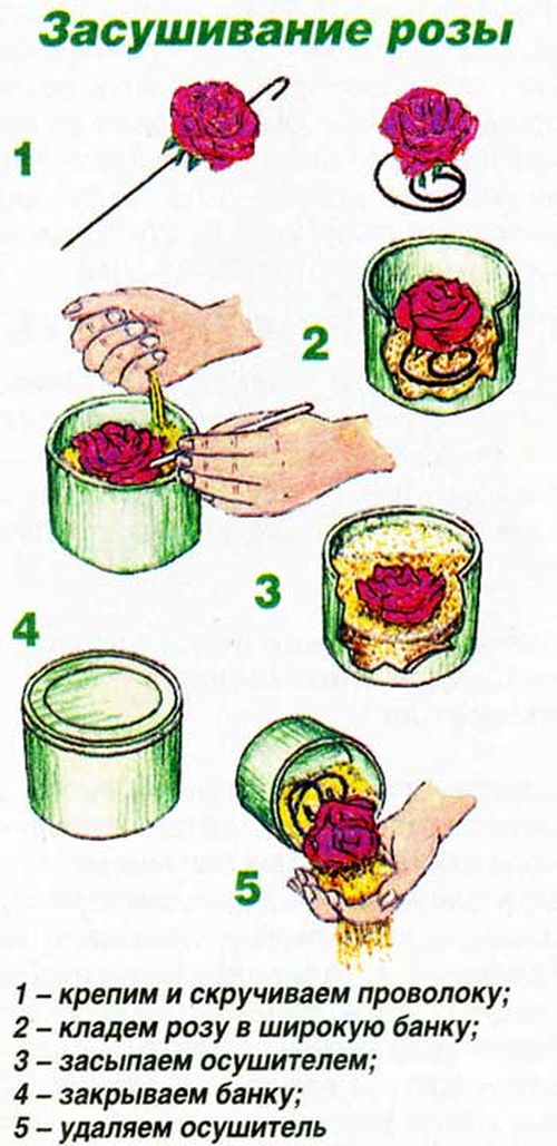 Wie man Blumen für ein Herbarium trocknet
