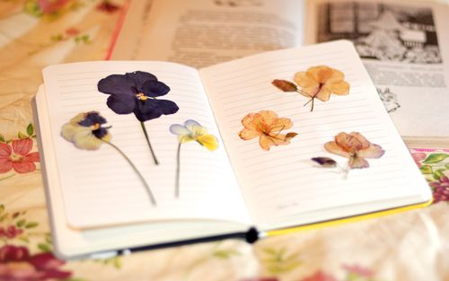Wie man Blumen für ein Herbarium trocknet