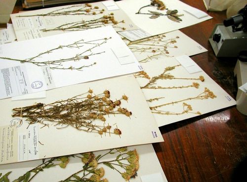 Wie man Blumen für ein Herbarium trocknet